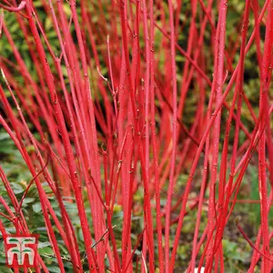 Cornus alba Sibirica 9cm Pot x 1