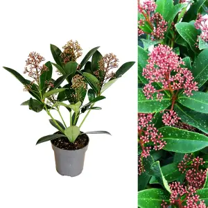 Skimmia Japonica 'Rubella' in 9cm Pot - Autumn/Winter Plant - 25-35cm in Height