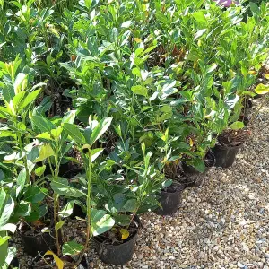 10 Cherry Laurel Hedge Plants Fast Growing Evergreen Hedging 3-4ft Tall Potted