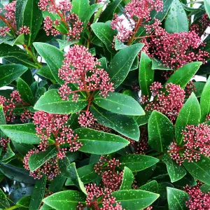 Skimmia Japonica 'Rubella' in 9cm Pot - Autumn/Winter Plant - 25-35cm in Height