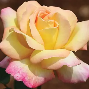 Rose Bush 'Peace' - Two-Toned Hybrid Tea Scented Rose Bush in 3 Litre Pot