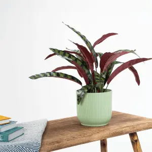 Blooming Artificial - 50cm / 1.75ft Artificial Rattlesnake Calathea