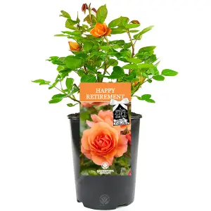 Happy Retirement Orange Rose - Outdoor Plant, Ideal for Gardens, Compact Size