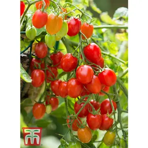 Tomato Romello F1 1 Seed Packet  (6 Seeds)