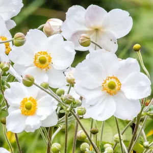 Anemone Honorine Jobert - Elegant White Blooms, Compact Size (15-30cm Height Including Pot)