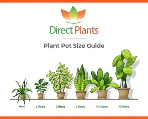 Direct Plants Chamaerops European Fan Palm Tree 3.5-4ft Plant in a 10 Litre Pot