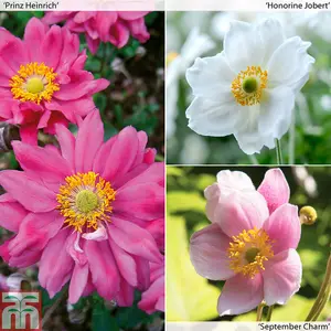 Japanese Anemone Collection 9 Bare Root Plants