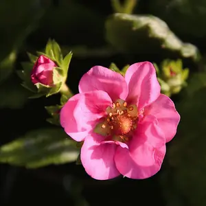 Strawberry (Fragaria) Summer Breeze Rose 9cm Pot x 3