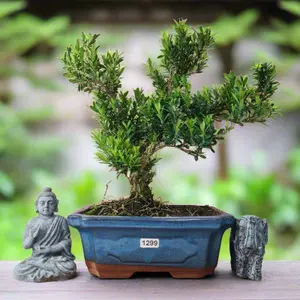 Boxwood (Buxus Harlandii) Bonsai Tree - Shaped - In 20cm Pot