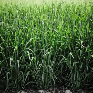 Green Manure Grazing Rye 1 Seed Packet