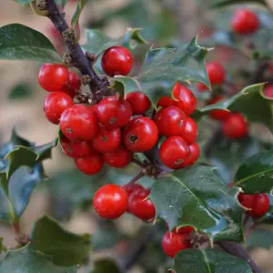 Holly Plant Ilex aquifolium Lucifer in 12cm Pot - Evergreen Glossy Foliaged Berried Shrub - Hardy Outdoor Growing Hedging Plant