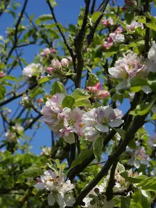 50 Crab Apple Trees 40-60cm Native Malus Hedging, Make your own Cider & Jelly 3FATPIGS