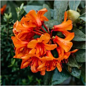 Rhododendron Hotspur Orange In 9cm Pot, Vibrant Orange Flowers