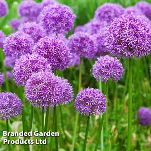 60 Allium Purple Sensation Bulbs