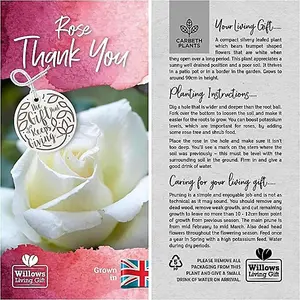 Thank You Rose Bush Gift Wrapped  - Plant Gift