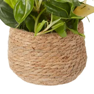 Verve Philodendron mix in Natural Seagrass Decorative pot 12cm