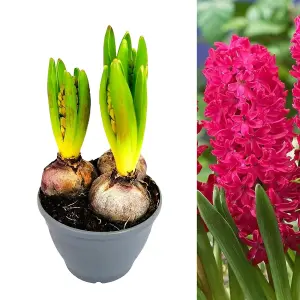 Hyacinth Red Bulb Trio in 12cm Pot - Three Easy to Grow Hyacinthus Bulbs Growing in Pot - Fragrant Indoor Flowering Plant