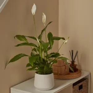 Verve Peace lily in White Ceramic Decorative pot 14cm