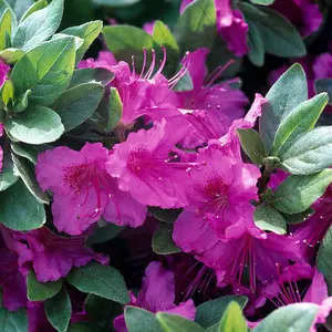 Azalea Konigstein - Evergreen Shrub, Deep Pink Blooms (20-30cm Height Including Pot)