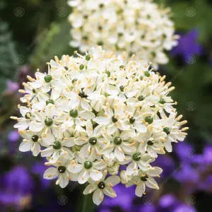 Allium Nigrum Flowering Bulbs - Striking Monochrome Blooms (200 Pack)