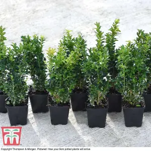 Box Hedging - Evergreen Buxus Sempervirens 9cm Potted Plant x 3