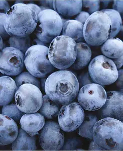 Blueberry All - Season Collection - Early, Mid and Late fruiting varieties - supplied in 9cm pots