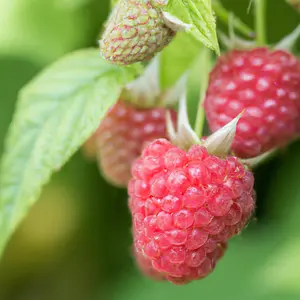 Lincolnshire Fruits Yummy Potted 3 Litre (Raspberry)