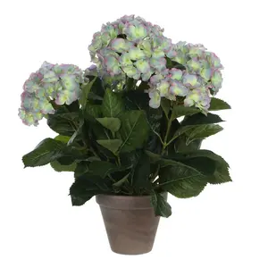 Hydrangea Arrangement in Pot Purple