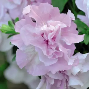 Petunia Pink Orchid Mist 1 Packet (20 Seeds)