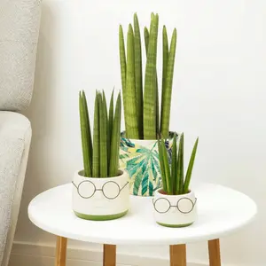 House Plant - Snake Plant - Cylindrica - 6 cm Pot size - 10-20 cm Tall - Sansevieria Trifasciata - Indoor Plant