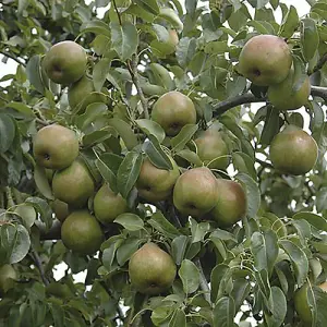 'Doyenne du Comice' Pear Patio Fruit Tree in a 5L Pot 90-110cm Tall