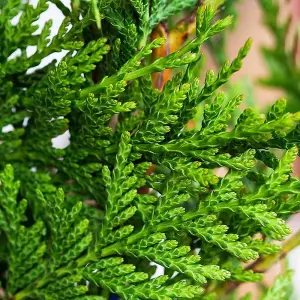 Hedges Direct Western Red Cedar 40cm Starter Plants Pack of 18