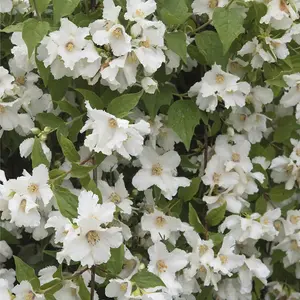 Mock Orange Philadelphus Belle Etoile 3.6 Litre Potted Plant x 1