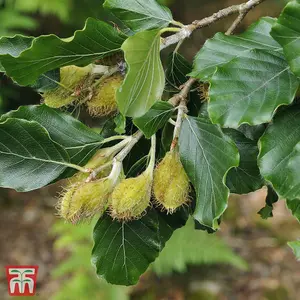 Hedge Beech (Green) (Fagus sylvatica) 1 Bare Root Plant