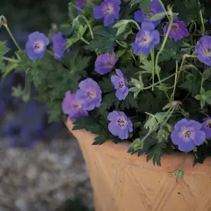 Geranium Rozanne 6 Bare Root Plants