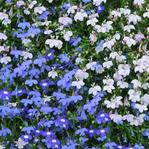 Lobelia String of Pearls Mixed 1 Packet (1000 Seeds)