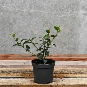 Hedges Direct Osmanthus burkwoodii 10cm Starter Plants Pack of 9