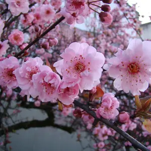 Prunus Blireana Tree - Rosy Pink Semi-Double Flowers, Purple Foliage, Hardy, Ornamental (5-6ft)