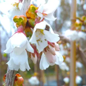 Prunus Snow Showers Trees - White Flowers, Vibrant Autumn Foliage, Hardy (5-6ft)