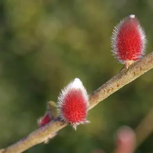 1 x Japanese Pink catkins Willow, Salix gracilistyla 'Mount Aso' in a 9cm Pot Goat Willow Tree for Garden Willow Trees for Gardens