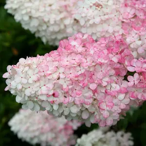 Vanille Fraise Shrub Plant Hydrangea Paniculata 12L Pot 1m -1.2m