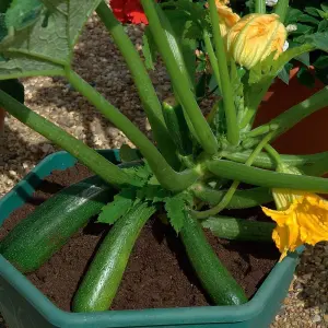 Courgette Midnight F1 Hybrid 1 Seed Packet (10 Seeds)