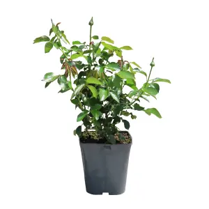 YouGarden Rose 'Silver Wedding Celebration', Established Plant in 3-4L Pot, Ready to Plant Patio Bush Rose with Pure White Flowers