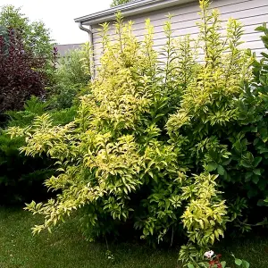 Forsythia Golden Times - Golden-Yellow Flowers, Compact, Low Maintenance (20-30cm Height Including Pot)