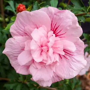 Double Flowered Hibiscus 'Chiffon Pink' in a 3L Pot - Potted Hibiscus Plants for Gardens