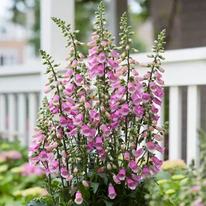 Digitalis Panther - Foxglove, Pink and White Flowers, Sun or Part Shade, Compact Size (15-30cm Height Including Pot)