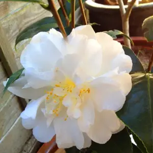 Camellia Onetia Holland - Outdoor Flowering Shrub, Ideal for UK Gardens, Compact Size (15-30cm)