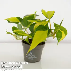 Houseplant Philodendron scandens Brasil 10cm Potted Plant x 1