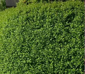 Direct Plants Ligustrum Ovalifolium Green Privet Hedging Pack of 10 Large Trees 4ft Tall