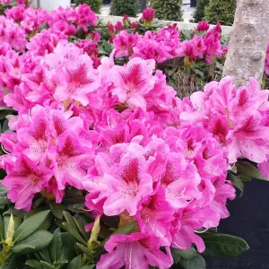 2 x Rhododendron Cosmopolitan Plants - 15-20cm in Height - 9cm Pots